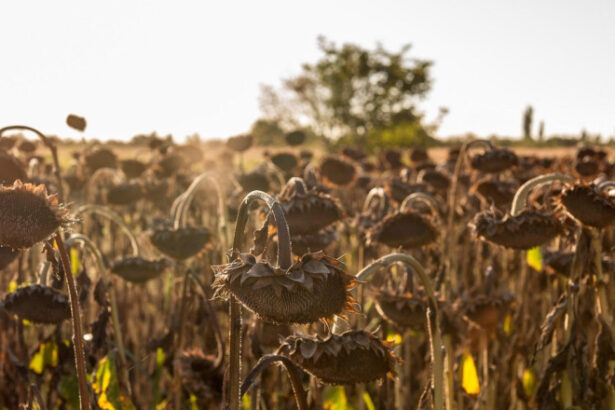 seceta record in europa romania se numara printre tarile cele mai afectate 689467af53482