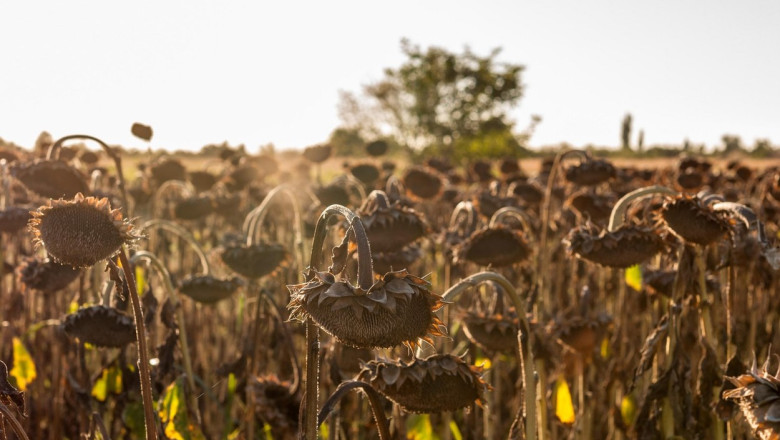 Secetă istorică în Europa: România, printre statele cele mai grav afectate 1 seceta record in europa romania se numara printre tarile cele mai afectate 689467af53482