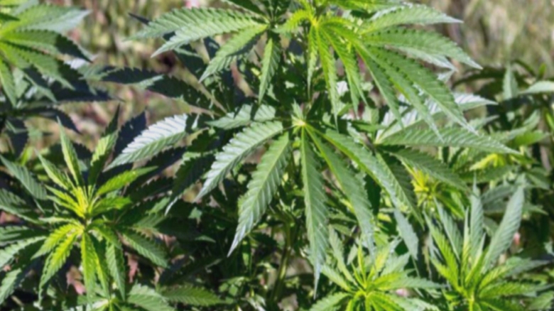 Cercetare surprinzătoare: utilizarea canabisului în tratamentul depresiei ar putea facilita apariția paranoiei 1 studiu socant consumul de canabis pentru depresie poate deschide usa paranoiei 68af5beb4e995