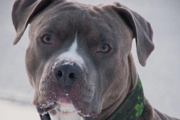 tanara de 26 de ani atacata de un caine amstaff pe strada proprietarul amendat si cercetat penal 68b31ffb0a045