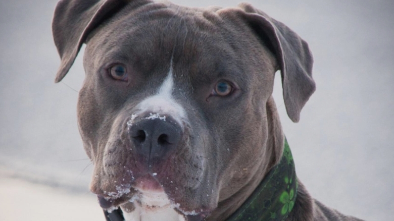 Tânără de 26 de ani agresată de un câine Amstaff pe stradă; stăpânul a fost sancționat și supus unei anchete penale 1 tanara de 26 de ani atacata de un caine amstaff pe strada proprietarul amendat si cercetat penal 68b31ffb0a045