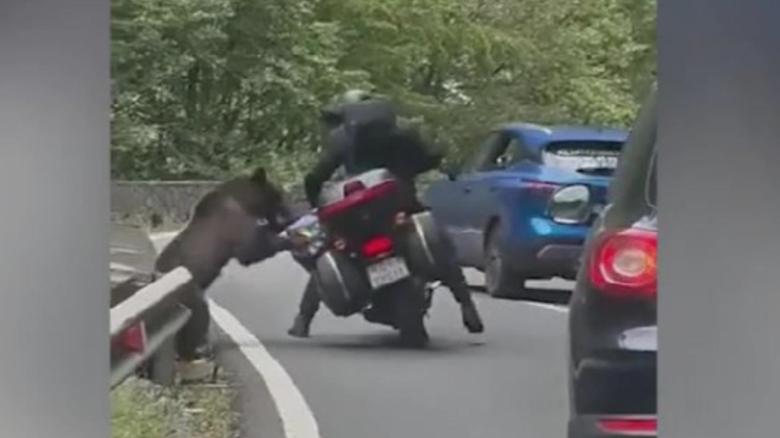 Străin în vacanță, atacat de un urs pe Transfăgărășan: motocicleta i-a fost răsturnată, iar rucsacul a fost jefuit 1 turist strain atacat de un urs pe transfagarasan animalul i a rasturnat motocicleta si i a golit rucsacul 68b1d0fd85a4f