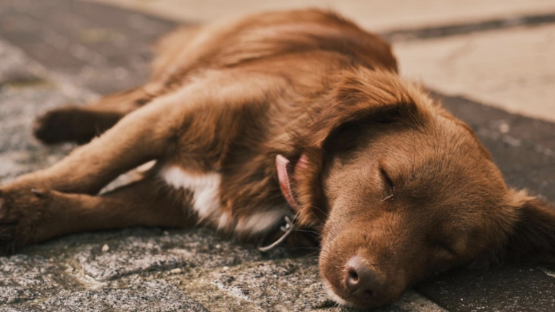 Un giurgiuvean a fost arestat după ce și-a pierdut cumpătul și a omorât câinele vecinei din cauza unei păsări mâncate 1 un barbat din giurgiu retinut dupa ce a ucis cainele unei vecine cu o bata s a enervat dupa ce i a mancat o pasare 68a6cd5c48b75