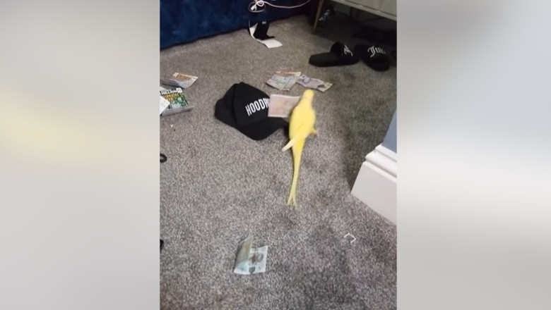 Un papagal iscusit a fost cheia descoperirii unei rețele de traficanți de droguri din Regatul Unit 1 un papagal vorbitor i a ajutat pe politisti sa bage in inchisoare o retea de traficanti de droguri din marea britanie 6894982042b67