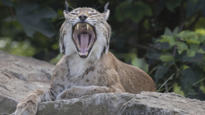 Alarmă în Suceava: un râs rătăcit pe străzile din Fălticeni, plimbat în lesă de stăpânul său 1 video alerta in suceava ras pierdut pe strazile din falticeni animalul salbatic fusese scos la plimbare in lesa 68a0e0fdad063