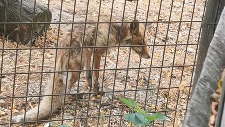 Scenă șocantă la Grădina Zoologică Vâlcea: vulpe în suferință, lăsată fără îngrijire medicală. Reacția autorităților locale 1 video imagini revoltatoare la gradina zoologica valcea vulpe in stare grava slaba fara ingrijire medicala ce spun autoritatile locale 688ee46df0d1f