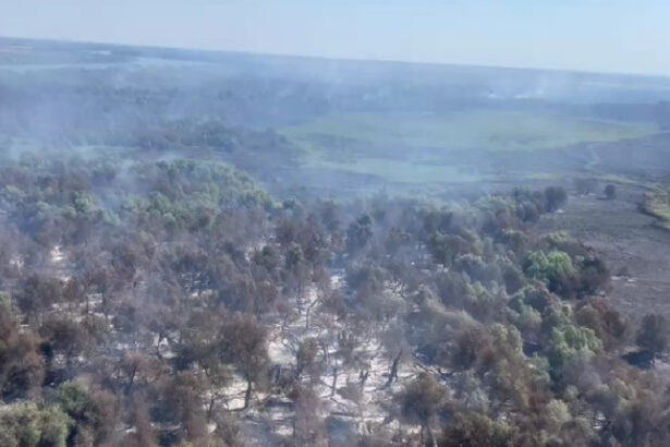 video incendii in delta dunarii sunt afectate aproape 70 de hectare de padure si vegetatie un alt foc a izbucnit in apropiere de plauru 68976f9e7ee94