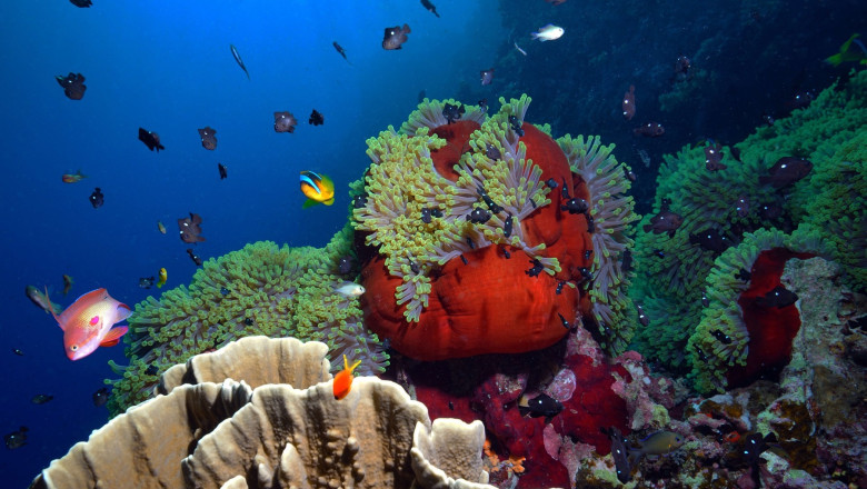 Marea Barieră de Corali se confruntă cu cel mai sever declin din întreaga sa existență 1 video marea bariera de corali sufera cel mai grav declin din istorie 689305ebc3167