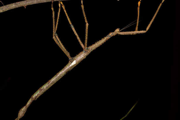 video monstrul descoperit in copacii australiei o insecta bat de 40 de centimetri care cantareste cat o minge de golf 688f38cfe420b