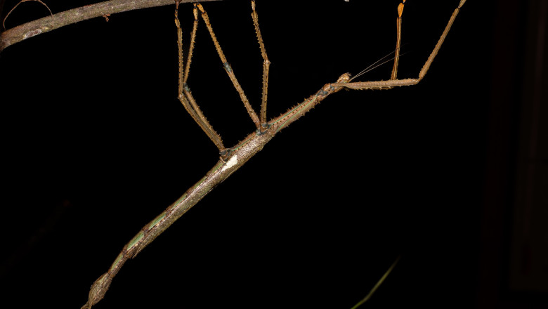 „O adevărată minune a naturii: insecta-băț de 40 de centimetri, descoperită în pădurile Australiei, cântărește cât o minge de golf.” 1 video monstrul descoperit in copacii australiei o insecta bat de 40 de centimetri care cantareste cat o minge de golf 688f38cfe420b