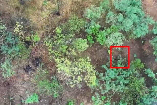 video o brigada militara ucraineana a publicat un videoclip socant in care apar femei ruse luptand in unitati de asalt din prima linie 68908d5cd125b