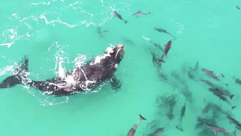 O legătură subacvatică: balenele și delfinii nu doar că trăiesc împreună, ci se caută unul pe celălalt. Descoperiri fascinante în lumea lor interactivă 1 video o prietenie subacvatica balenele si delfinii nu doar coexista ci se cauta reciproc imagini cu interactiuni spectaculoase studiu 68a2a9f4dfade