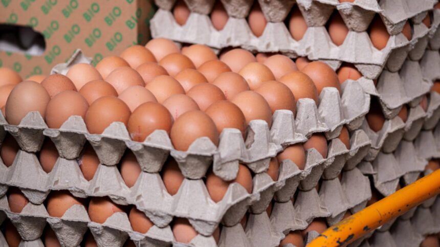 Avertisment privind sănătatea! Ouă organice, retrase din două mari magazine din cauza riscului de salmoneloză 1 alerta alimentara oua bio retrase de pe rafturile a doua supermarketuri risc de salmonella 68cd5f52261ce