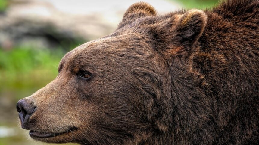 Pericol în județul Mureș: un bărbat, atacat de un urs, povestește cum a reușit să evadeze din ghearele bestiei 1 alerta de urs in judetul mures un barbat a fost atacat cum a reusit sa scape din ghearele fiarei salbatice 68c56d54ac0bb