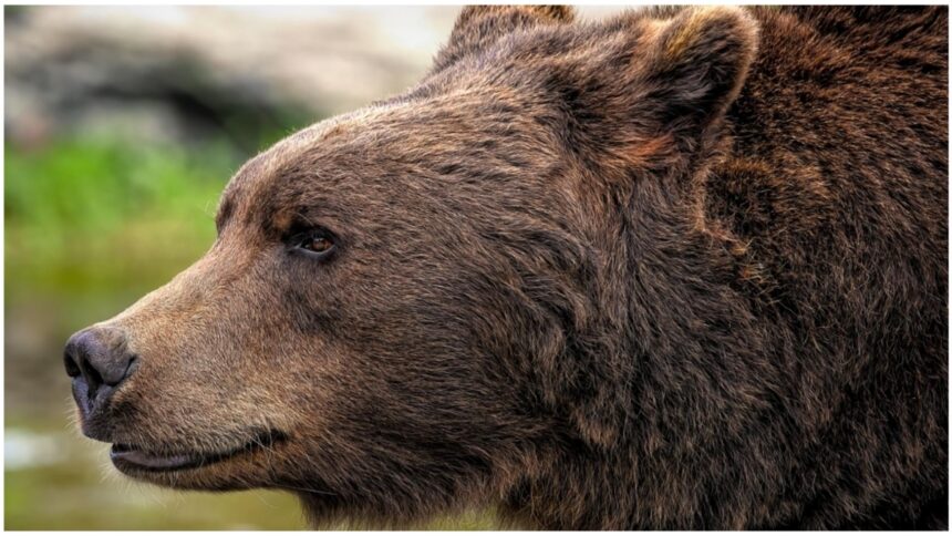 Atenție! Prezența unui urs la doar 20 de kilometri de Târgoviște – Autoritățile au emis un mesaj Ro-Alert 1 alerta de urs la mai putin de 20 de kilometri de targoviste autoritatile au tremis mesaj ro alert 68d6e0a960886