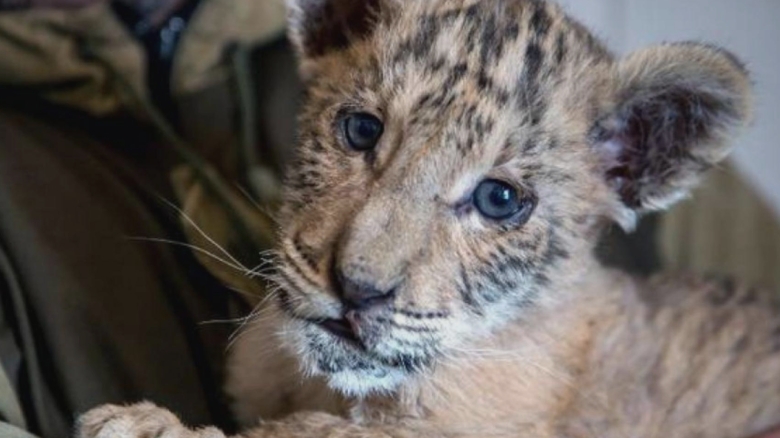 Incident șocant la grădina zoologică din Suceava: fetiță mușcată de ligru, atacată de maimuță 1 alerta la o gradina zoo din suceava copil muscat de ligru o fetita atacata de maimuta 68b97bdd91c13