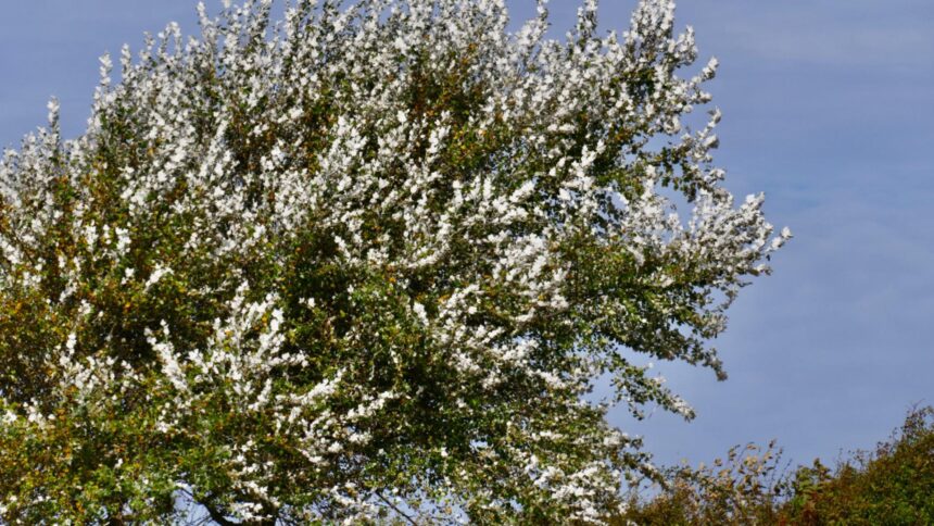 Atenție la vreme! Vânt intens cu rafale care ating 100 km/h, valabil până duminică seară 1 alerta meteo vant puternic si rafale de pana la 100 km h pana duminica seara 68c51c07662b9