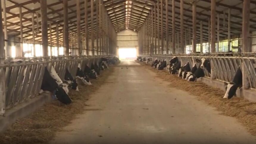 Avertizare sanitară! Epidemie de rabie amenință un județ întreg din România 1 alerta sanitara focar de rabie intr un intreg judet din romania 68d8f83dc17cf