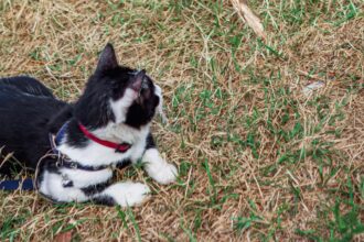 alimentele care pot fii periculoase pentru caini si pisici ce trebuie sa stii pentru a nu ti imbolnavi animalul de companie 68bfb13f55d6d