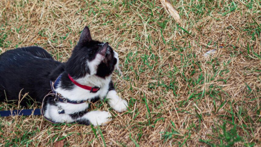 Deliciile interzise: Ce alimente să eviți pentru sănătatea câinelui și a pisicii tale 1 alimentele care pot fii periculoase pentru caini si pisici ce trebuie sa stii pentru a nu ti imbolnavi animalul de companie 68bfb13f55d6d