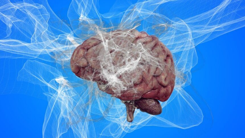 Amiba „devoratoare de creier” a dus la pierderi de vieți omenești într-o țară asiatică. Care sunt simptomele infecției? Autoritățile au lansat o alertă de sănătate 1 amiba mancatoare de creier a provocat mai multe decese intr o tara din asia cum se manifesta infectia autoritatile au emis o alerta sanitara 68cc277a5af81