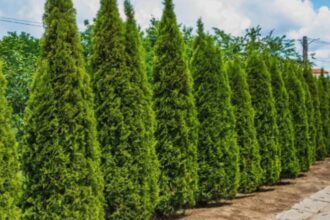 arborii ornamentali cu care poti sa inlocuiesti tuia motivul pentru care trebuie sa renunti la acest conifer 68b9e7b5a56b4