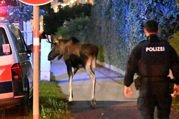austrian authorities capture chaos causing problem moose 68d2a23bd882d