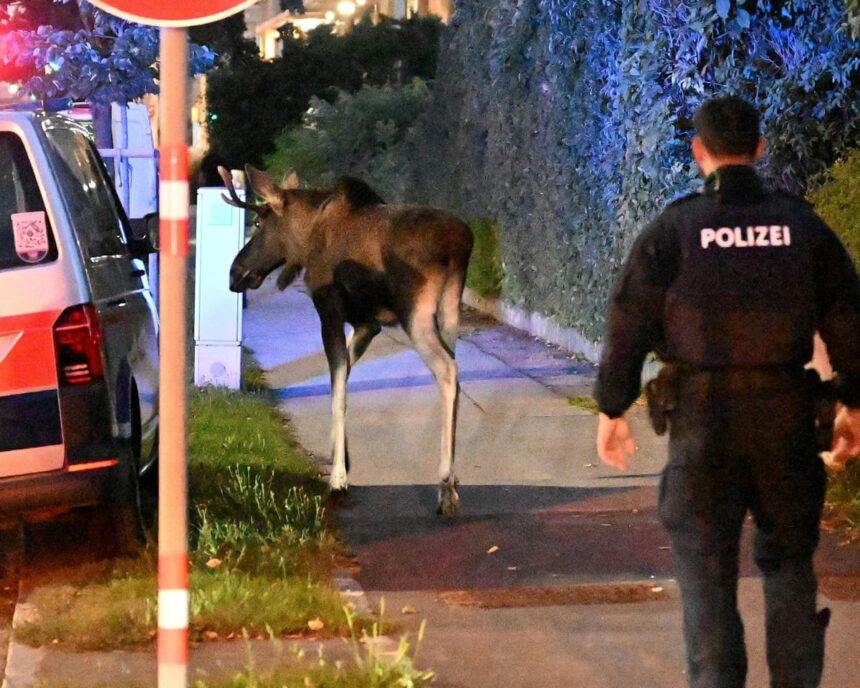 Autoritățile austriece pun mâna pe „elanii provocatori” care făceau ravagii 1 austrian authorities capture chaos causing problem moose 68d2a23bd882d