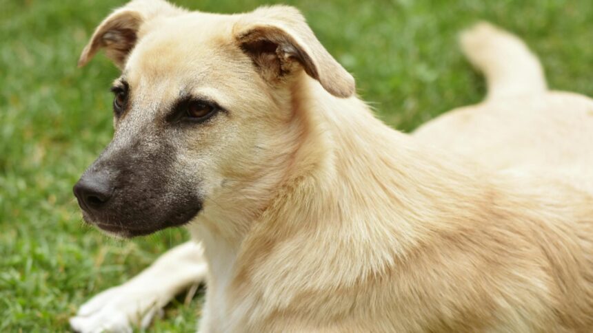 Brașovean reținut de autorități pentru uciderea brutală a unui câine 1 barbat din brasov retinut de politisti pentru ca ar fi ucis cu intentie un caine este acuzat ca a lovit cu bestialitate animalul 68bd784fa3cb0