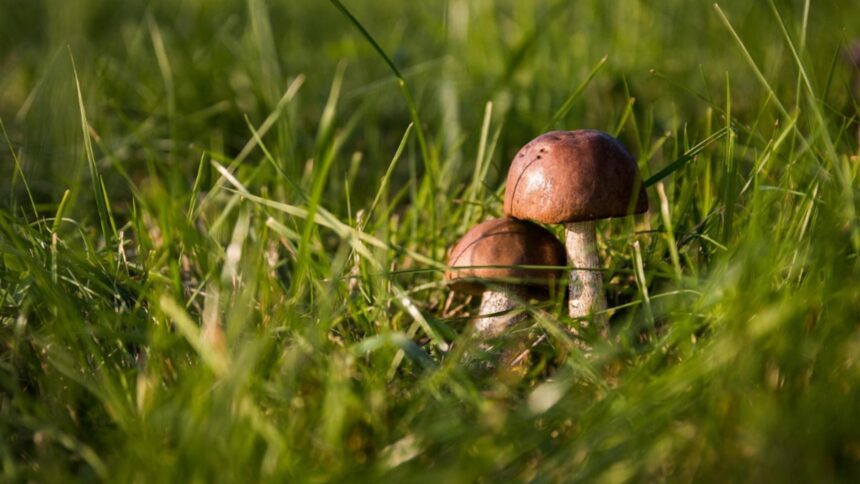 Bărbat atacat cu brutalitate într-un conflict pentru un loc de cules ciuperci; agresorul a fost prins de autorități 1 barbat lovit in cap in urma unui scandal legat de locul de cules ciuperci agresorul retinut de politisti 68d8244e39942