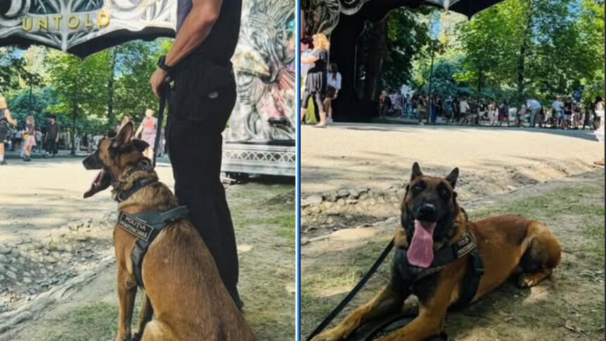 Câinii de detectare a substanțelor interzise: un risc pentru festivaluri. Ce ne învață experiența altor țări? 1 cainii care detecteaza droguri pot provoca tragedii a festivaluri avertismentul unui expert roman de ce alte tari au renuntat la aceasta metoda 68d6f829d9dd7