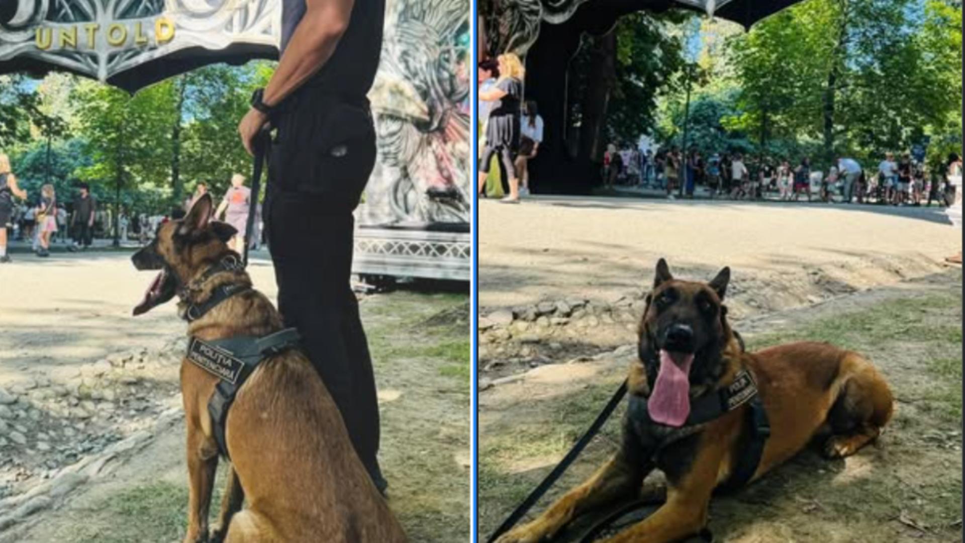 Câinii de detectare a substanțelor interzise: un risc pentru festivaluri. Ce ne învață experiența altor țări?