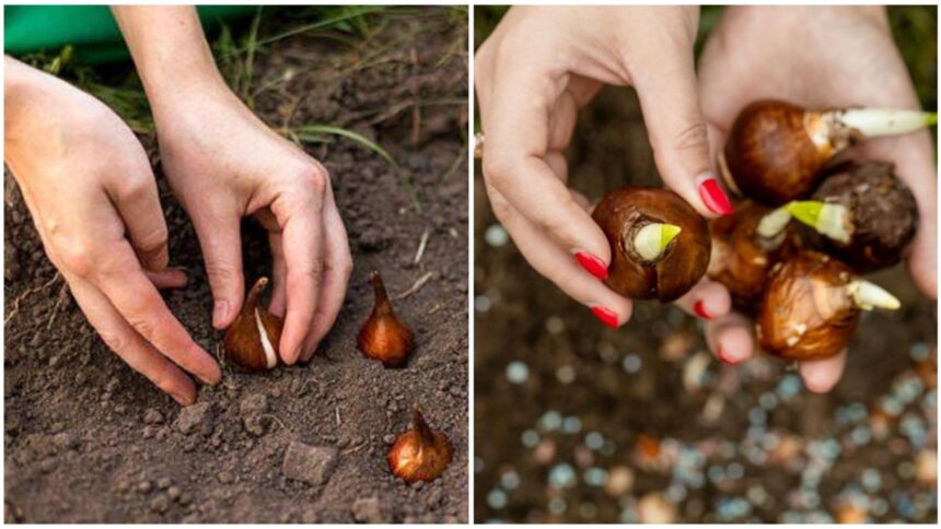 Când să plantezi bulbii de flori: Descoperă secretele grădinarilor iscusiți 1 care este cel mai bun moment pentru a planta bulbii de flori secretul gradinarilor cu experienta a iesit la iveala 68d50b4e7360a