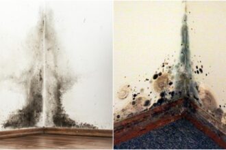 care este diferenta dintre mucegai si igrasie solutiile simple care te scapa de ele fara prea multe batai de cap 68c98cb63cce4