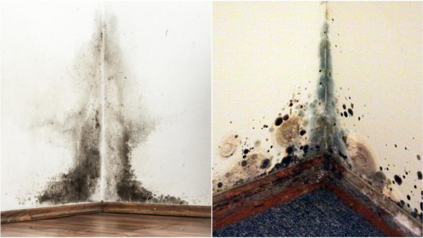 Mucegai versus igrasie: Cele mai eficiente soluții pentru a scăpa de ele fără stres 1 care este diferenta dintre mucegai si igrasie solutiile simple care te scapa de ele fara prea multe batai de cap 68c98cb63cce4