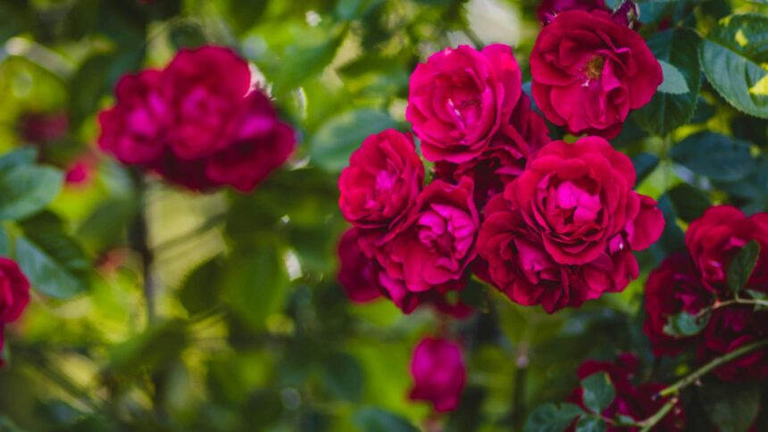 Cum să îngrijeşti trandafirii pentru o floare abundentă până toamna târziu 1 ce trebuie sa faci cu trandafirii in aceasta perioada pentru a stimula inflorescenta pana toamna tarziu 68cc0a2990032