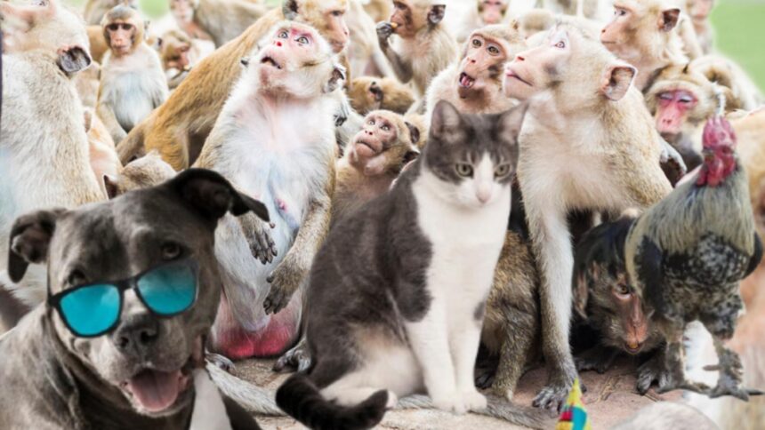 Cel mai petrecăreț animal de pe planetă: bea o halbă de bere zilnic și rămâne mereu în căutarea a mai multor! 1 cel mai betiv animal din lume consuma echivalentul unei halbe de bere pe zi si tot nu se satura 68cbffb45f979