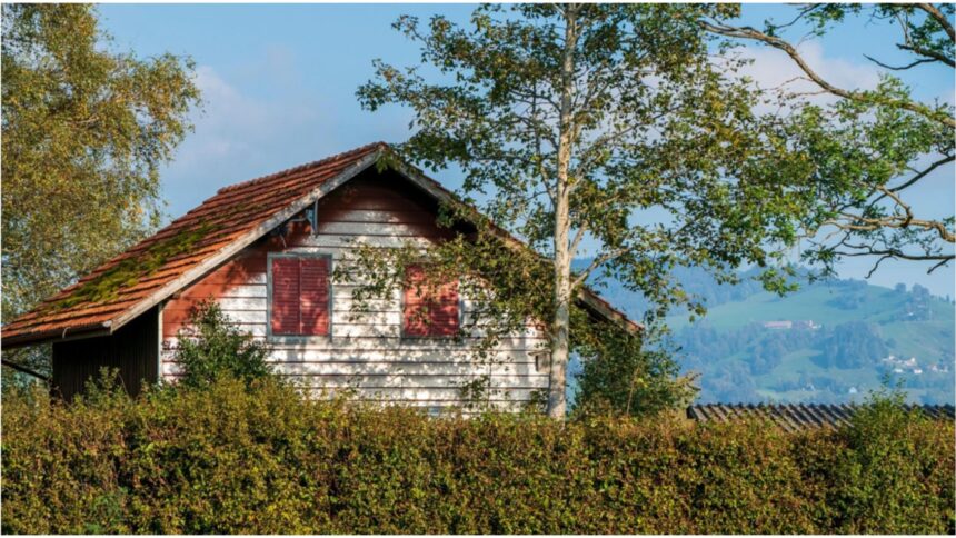 Arborele nepotrivit: Ce specii să eviți în apropierea locuinței tale 1 copacii pe care nu trebuie sa ii plantezi langa casa avertismentul specialistilor 68cdc2ca57322