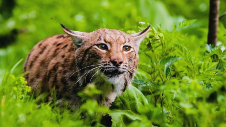 Un copil în pericol, după ce a fost atacat de un râs în propria curte. Micuțul suferă leziuni la nivelul feței și al capului 1 copil in stare grava dupa ce a fost muscat de un ras in curte minorul are rani in zona fetei si a capului 68bb27de7ece1