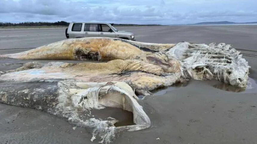 Monstru marin colosal, găsit pe țărm. Comunitatea a fost uimită de această revelație 1 creatura marina uriasa esuata pe o plaja localnicii au ramas socati de descoperire 68bfafd8d8f28