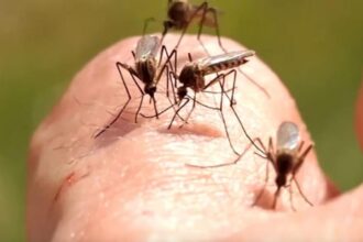 crestere record in romania a infectarilor cu virusul west nile autoritatile avertizeaza populatia si recomanda masuri 68c7d1a7e2f27