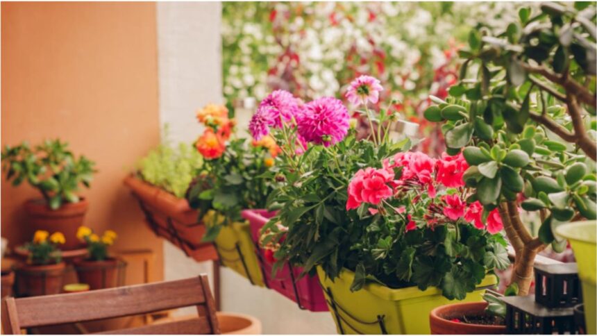 cum protejezi florile din balcon de inghetul timpuriu secretul gradinarilor cu eperienta pentru a le mentine sanatoase pana la primavara 68dc03b56fd73