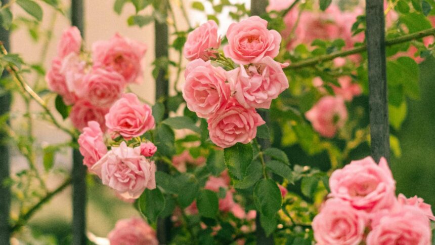 Secretele îngrijirii trandafirilor toamna pentru o primăvară plină de flori superbe. Ghid util pentru pasionații de grădinărit 1 cum sa fertilizezi trandafirii toamna pentru a inflori abundent in primavara ce urmeaza sfaturi practice pentru toti iubitorii de flori 68bfcb15f214b