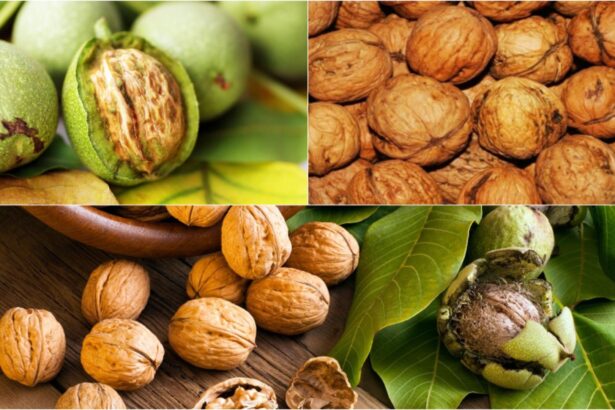 cum sa usuci nucile proaspat culese ca sa nu mucegaiasca metodele traditionale pe care bunicii le foloseau 68dad1dca777e