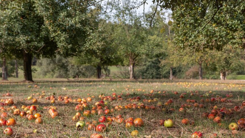 Ghidul perfect pentru fertilizarea pomilor fructiferi în sezonul autumnal: recomandările experților 1 cum trebuie sa faci fertilizarea de toamna a pomilor fructiferi ce spun specialistii 68c1108d9d43c