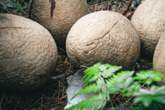 descoperire uimitoare oua de dinozaur vechi de 86 de milioane de ani au fost gasite in china 68c6f5d58ac9b
