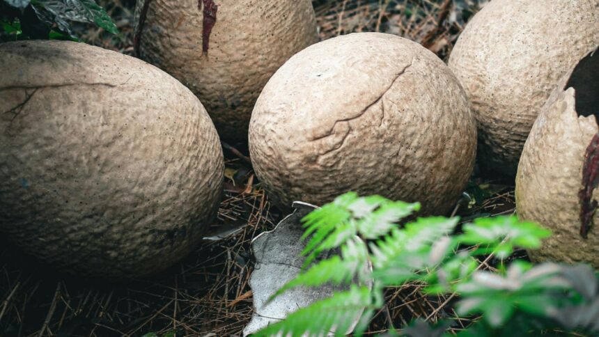 Revelație spectaculoasă: Ouă de dinozaur de acum 86 de milioane de ani, descoperite în China 1 descoperire uimitoare oua de dinozaur vechi de 86 de milioane de ani au fost gasite in china 68c6f5d58ac9b