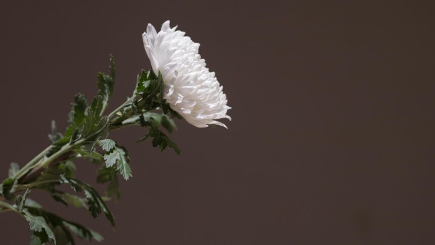 Tristețe în lumea sportului: Ion Jianu, simbol al clubului Universitatea Craiova, a părăsit această lume 1 doliu in sport a incetat din viata ion jianu ambasador al clubului universitatea craiova 68da852dd69a3