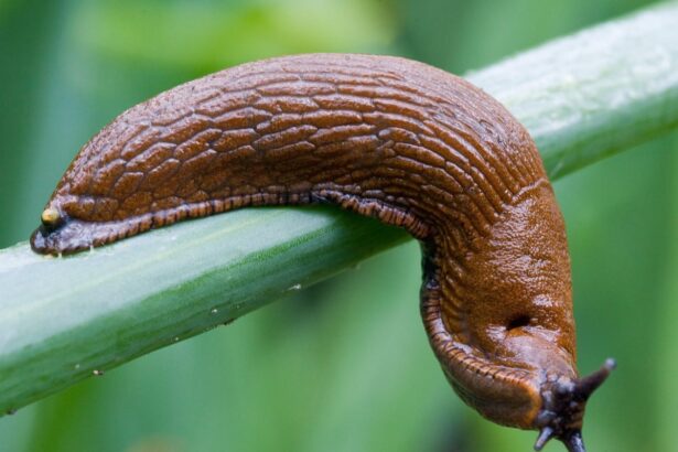 doorbell prankster that tormented residents of german apartments turns out to be a slug 68bececda16eb