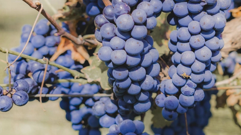 Deliciu de struguri negri: Rețetă fără zahăr 1 dulceata de struguri negri reteta fara zahar 68b7d6e143576